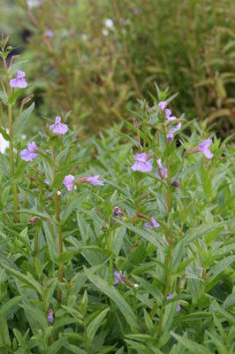 Mimulus ringens