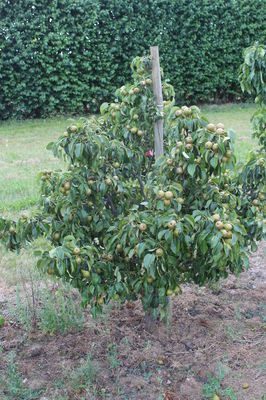 Mini-Birnbaum Pironi® Nr. 3