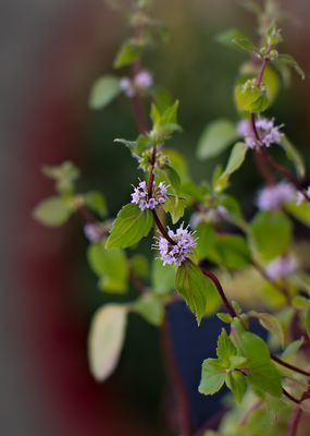 Wissenswertes zur Minze Bl&uuml;te