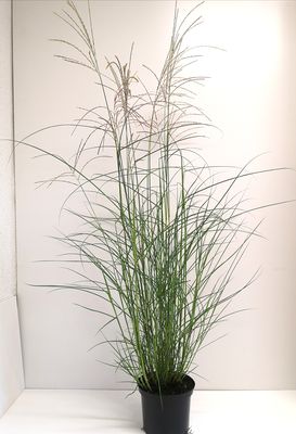 Chinaschilf 'Flamingo'