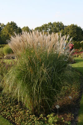 Miscanthus sinensis 'Federweier'