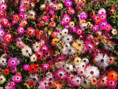 Mesembryanthemum &#8211; Mittagsblume Pflege im Sommer und Winter