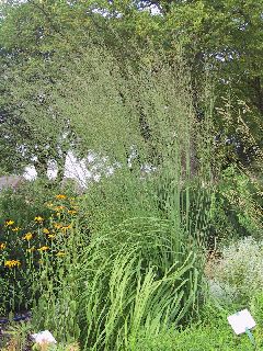 Molinia arundinacea 'Transparent'