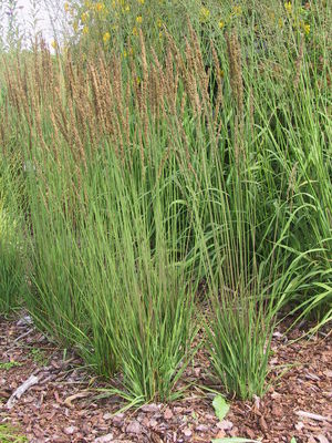 Molinia caerulea 'Moorhexe' Lubera