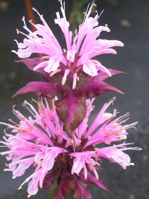 monarda fistulosa beauty of cobham blte