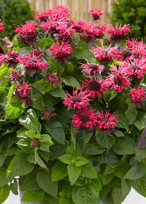 Indianernessel 'Bee Happy' (S) Indianernessel 'Bee Happy' (S)
