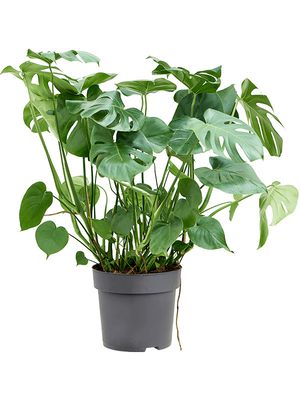 Monstera deliciosa, Busch, im 32cm Topf, Hhe 100cm, Breite 50cm