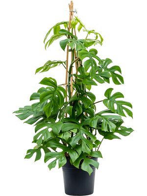 Monstera deliciosa 'Little Sister', Pyramide, im 19cm Topf, Hhe 90cm, Breite 40cm