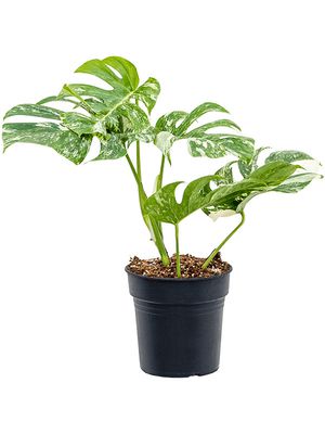 Monstera deliciosa 'Variegatum', im 19cm Topf, Hhe 55cm, Breite 30cm