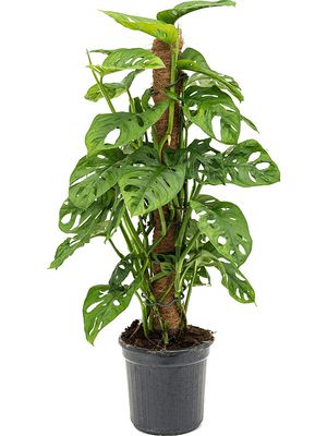 Monstera obliqua, Moosstab 60, im 16cm Topf, Hhe 60cm, Breite 40cm