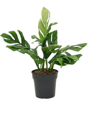 Monstera pinnatipartita, Busch, im 24cm Topf, Hhe 50cm, Breite 40cm