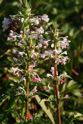 Morina longifolia