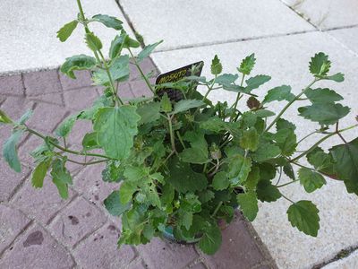 Moskito-Pflanze Pflege &ndash; die besten Tipps zur Kultivierung