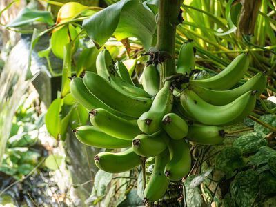 Die schönsten Bananenarten für Garten und Wintergarten