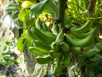 Bananenbaum überwintern