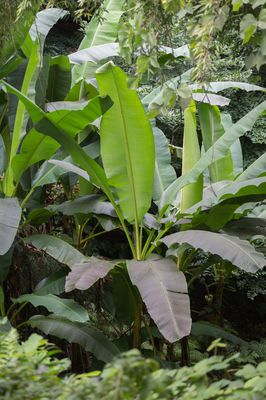 Bananenstaude, Musa basjoo pflanzen, pflegen und überwintern