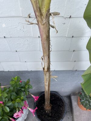 Musa sikkimensis 'Red Tiger', Musa sikkimensis 'Red Tiger'