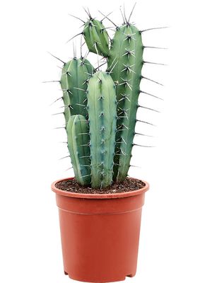 Myrtillocactus geometrizans (50-70), Verzweigt, im 21cm Topf, Hhe 60cm, Breite 25cm