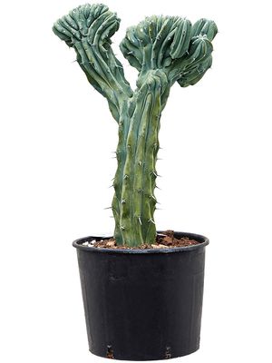 Myrtillocactus geometrizans 'Cristata', Verzweigt, im 32cm Topf, Hhe 80cm, Breite 40cm