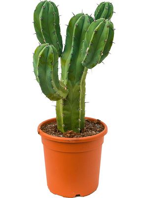 Myrtillocactus geometrizans, Verzweigt, im 24cm Topf, Höhe 65cm, Breite 25cm