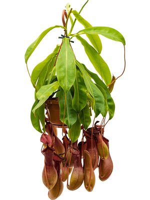 Nepenthes alata, Ampel, im 14cm Topf, Hhe 50cm, Breite 25cm