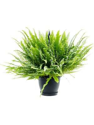 Nephrolepis exaltata 'Green Lady', Ampel, im 20cm Topf, Hhe 60cm, Breite 50cm