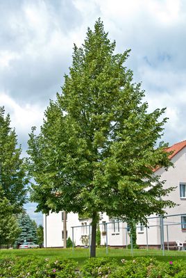 Winterlinde 'Greenspire' - Hochstamm