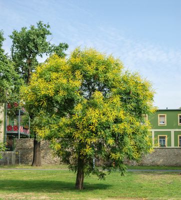 Blasenbaum, Lampionbaum 'Coral Sun' - Grossstrauch