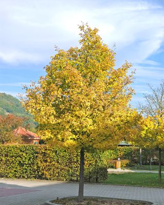 Feldahorn 'Elsrijk' - Hochstamm