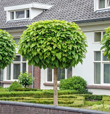 Catalpa bignonioides 'Nana' - Grossstrauch