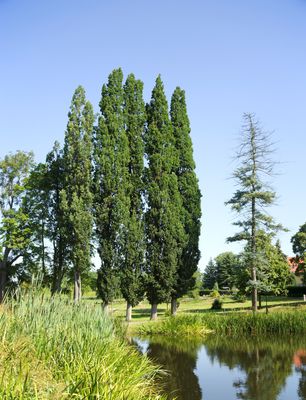 Sulen-Eiche 'Fastigiata Koster' - Hochstamm