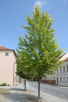 Rotahorn 'Brandywine' - Hochstamm