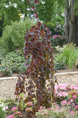 Hngeblutbuche 'Purple Fountain' - Hochstamm