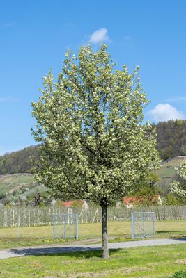 Chinesische Wildbirne 'Chanticleer' - Hochstamm