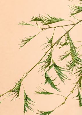 Kaisererle, geschlitztblättrige Schwarzerle 'Imperialis', Alnus glutinosa 'Imperialis' Kaisererle, geschlitztblättrige Schwarzerle 'Imperialis', Alnus glutinosa 'Imperialis'
