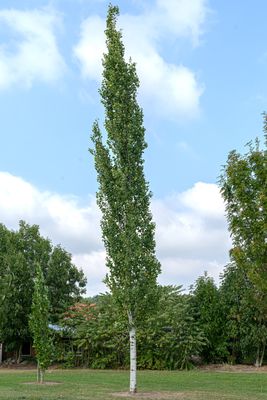 Säulen-Zitterpappel, Saeulen-Espe 'Erecta' - Hochstamm