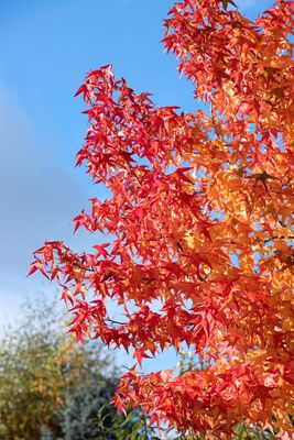 Amberbaum 'Worplesdon' - Hochstamm