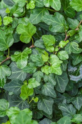 Efeu 'Wonder, Hedera helix