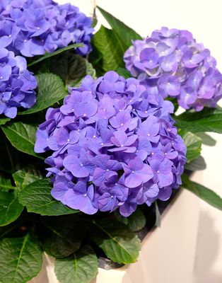 Hortensie, Ballhortensie 'Jip Blue' blau