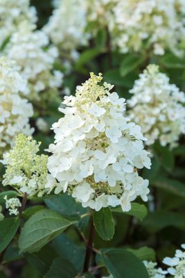 Hortensie, Rispenhortensie 'Baby Lace'