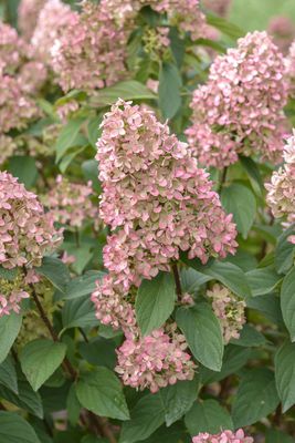 Hortensie, Rispenhortensie 'Magical Candle'