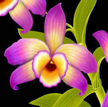 Traubenorchidee weiß im Nature-Topf Orchidee nobile 