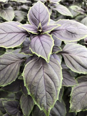 Basilikum 'Red-Green Shades', Occimum basilicum