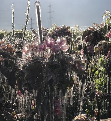 Obstbäume: Nach dem Frost ist vor der Ernte