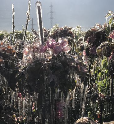 Obstbume: Nach dem Frost ist vor der Ernte