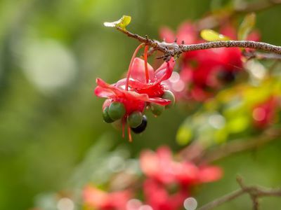 Ochna serrulata - die Micky-Maus-Pflanze