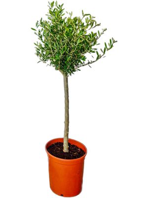 Olea europaea (100-140), Stamm, im 26cm Topf, Hhe 120cm, Breite 45cm