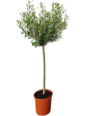 Olea europaea (120-150), Stamm, im 26cm Topf, Hhe 135cm, Breite 55cm