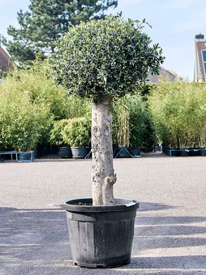 Olea europaea (140-160), Stamm, im 48cm Topf, Hhe 150cm, Breite 65cm