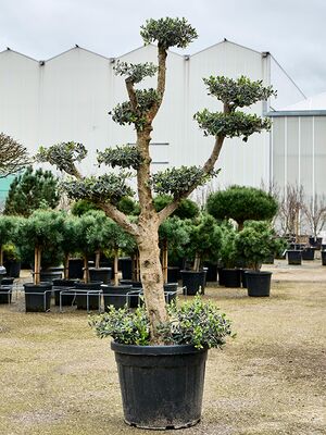Olea europaea (140-200), Verzweigt/Multi krone, im 45cm Topf, Hhe 170cm, Breite 90cm